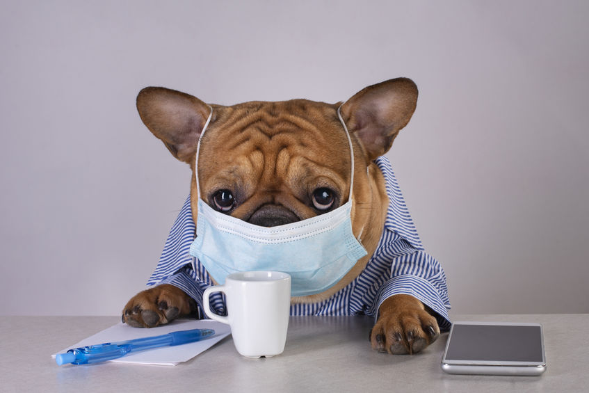 Pet Tele-health