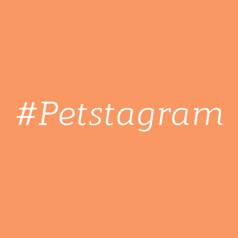 The top dog accounts on Instagram that you should follow right away!