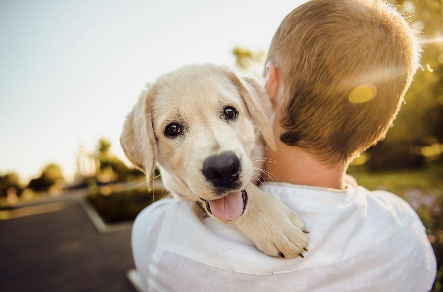 Can pets improve the quality of your life?