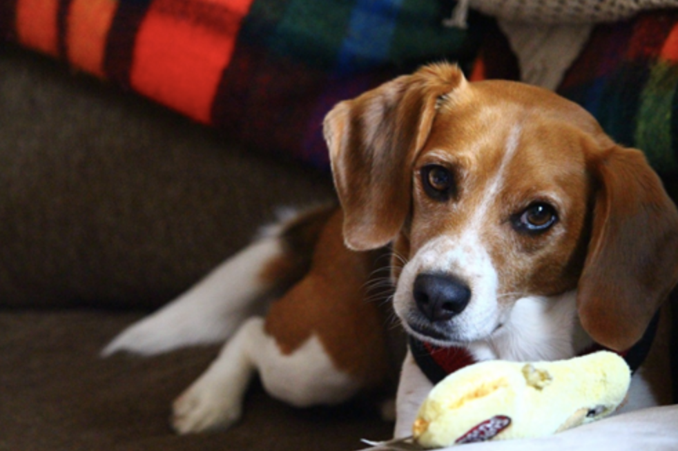 How to create a pet-friendly home?