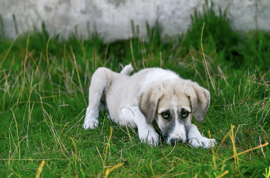 How to deal with motion sickness in dogs