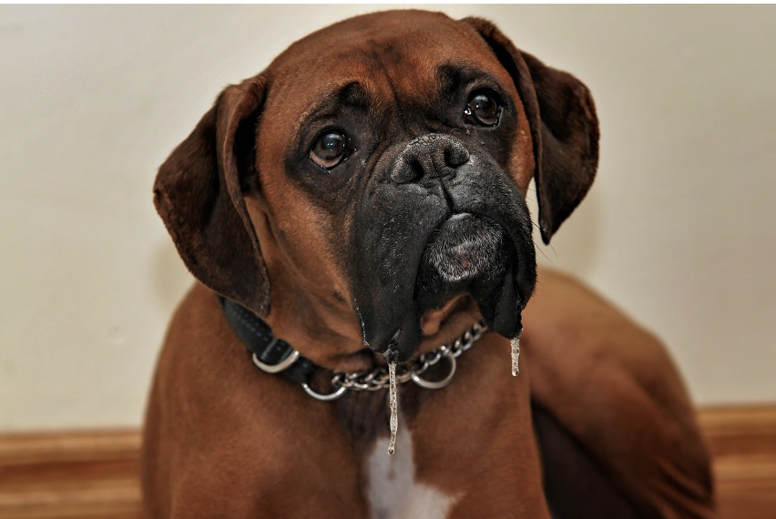 The best guard dogs for your house