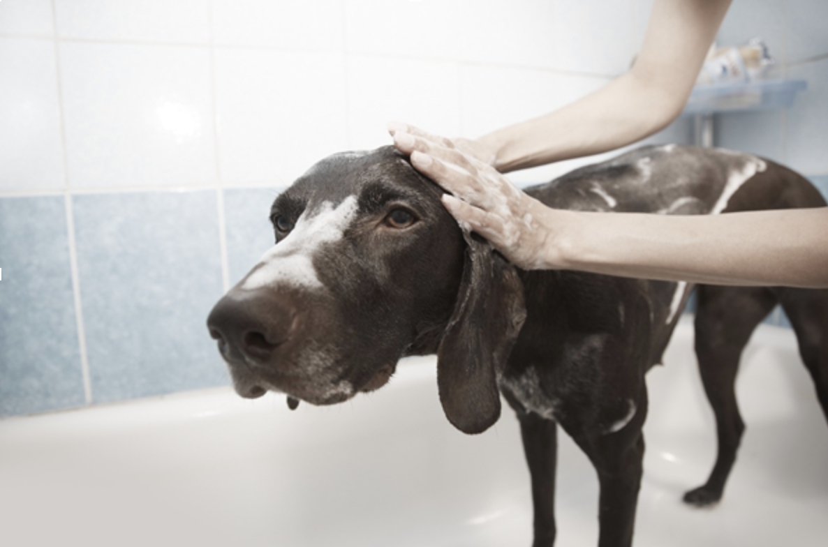 Tips to keep your house from smelling like dog