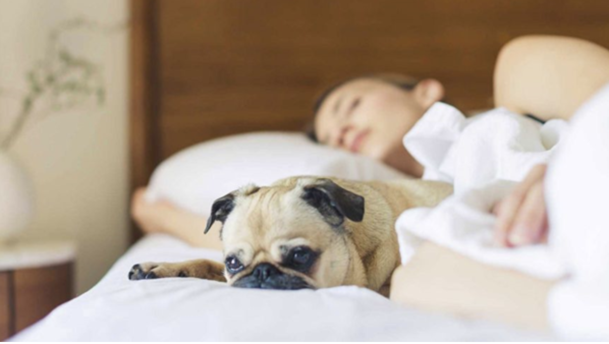 The benefits of sleeping with your pets
