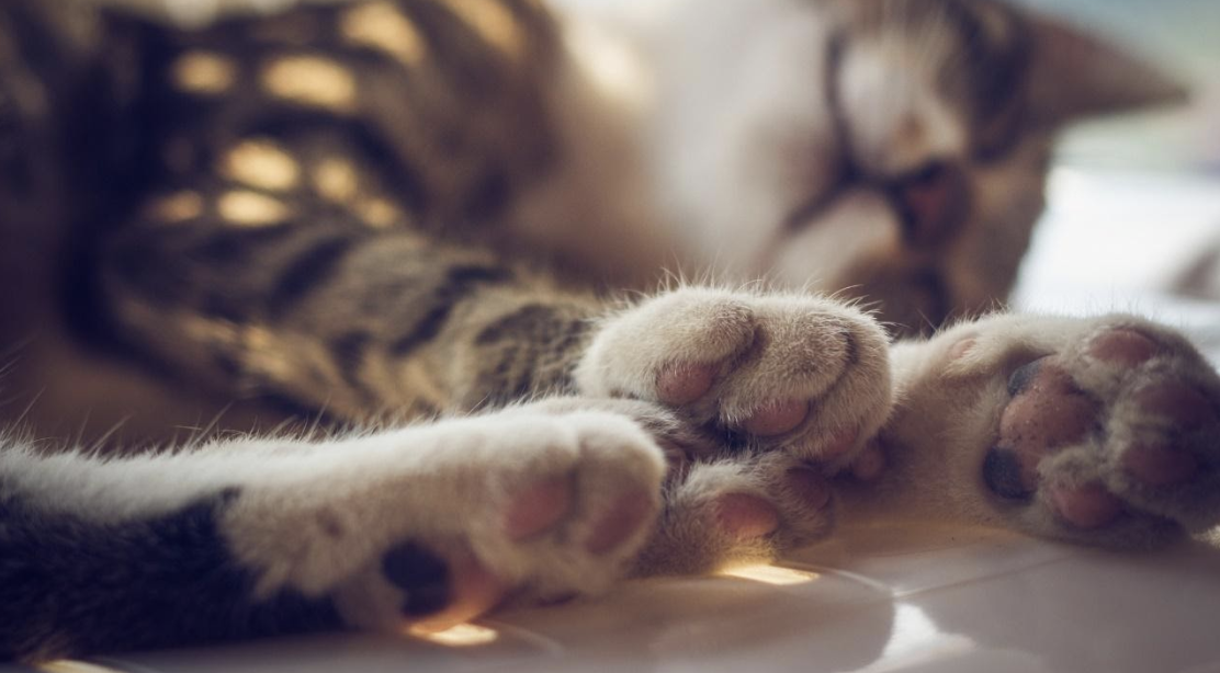 Why you should never declaw your cats?