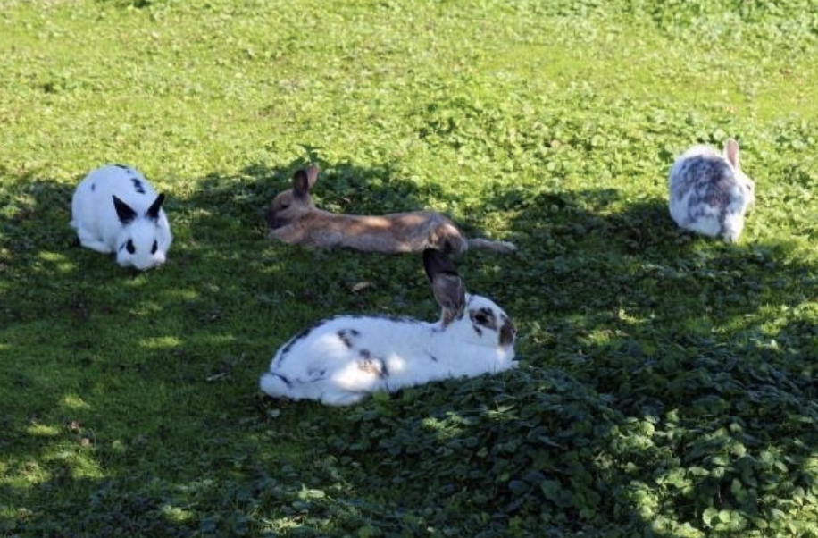 Tips to keep your rabbits cool this summer
