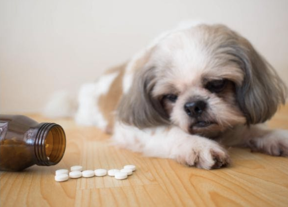 Top 5 kind of medications for your dog’s good health