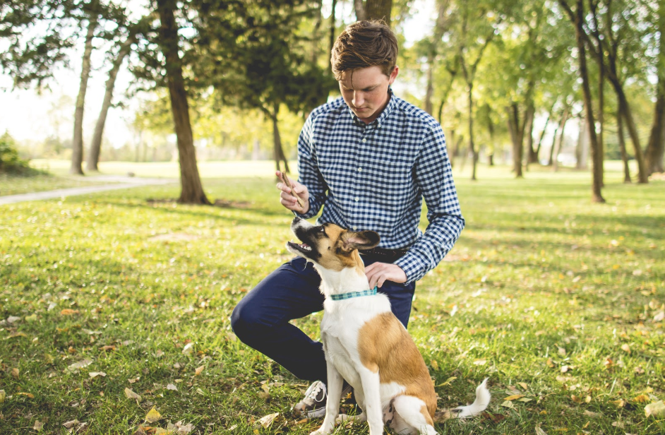 How to find the right pet trainer?
