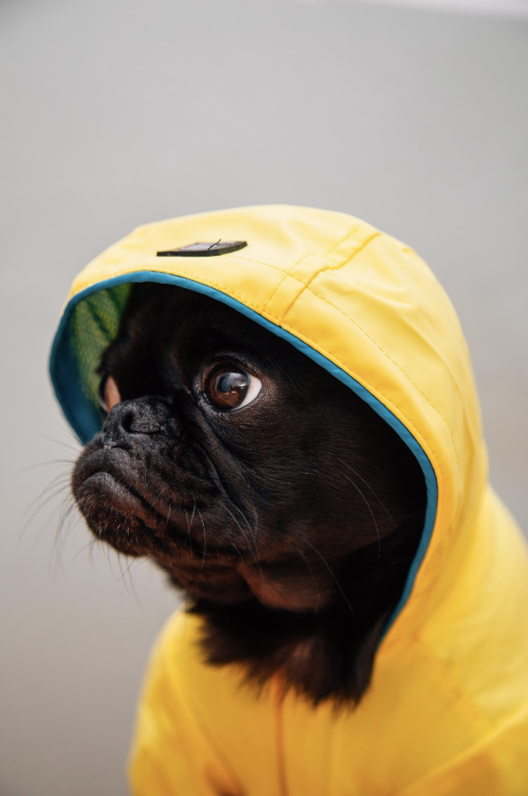 Dog walking essentials for a rainy day