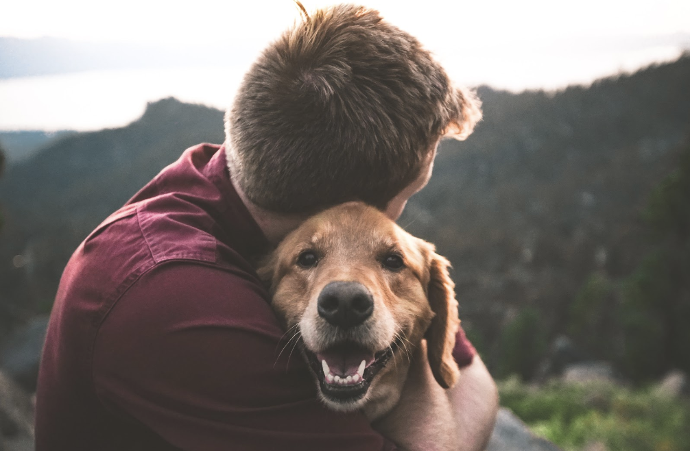 Is Your Dog at a Healthy Weight?