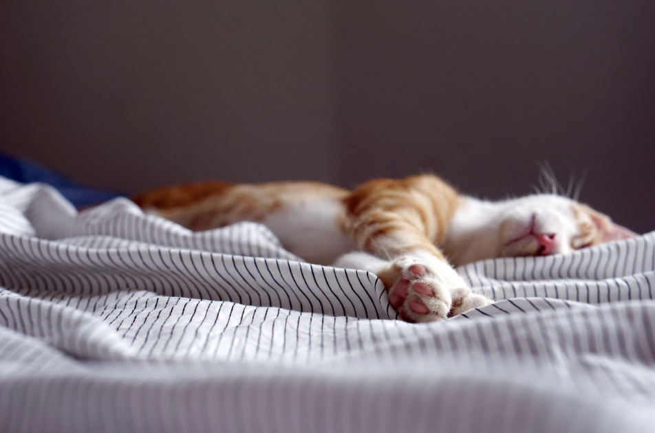 All you need to know about neutering cats