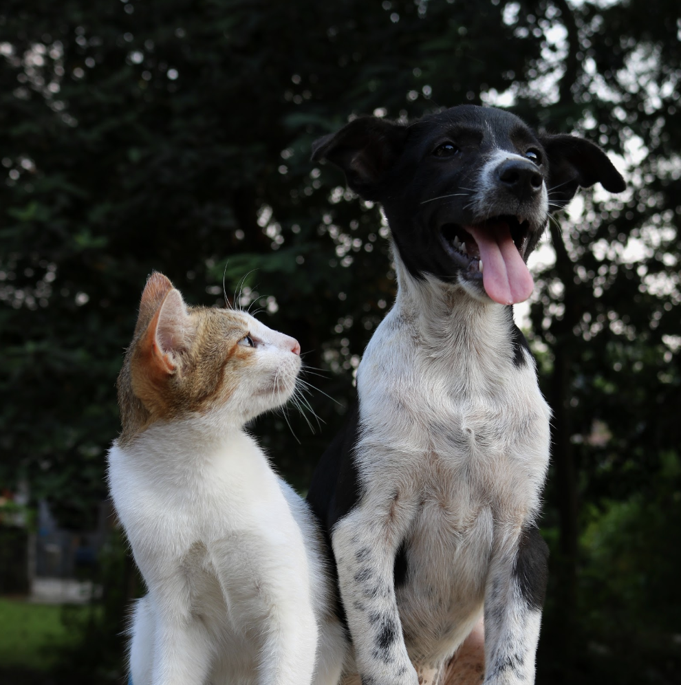Best natural flea treatments for cats and dogs