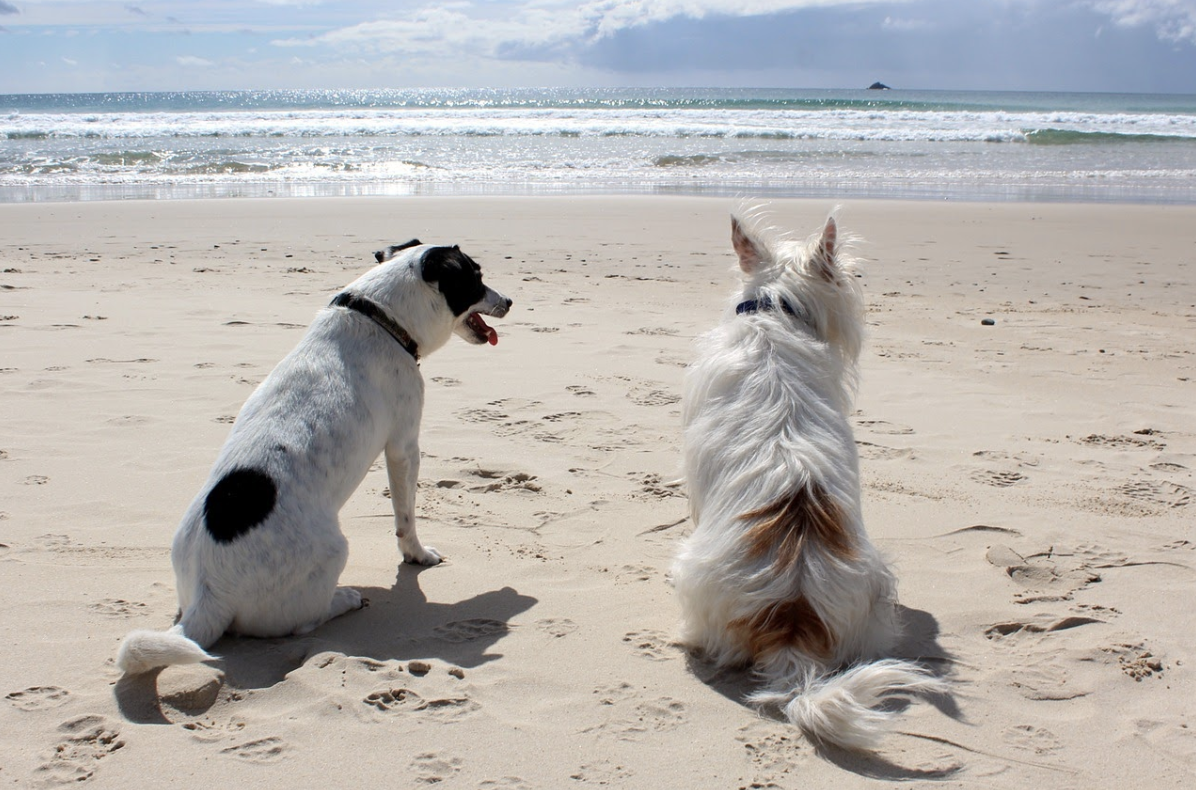 Should you shave your dogs in the summers?