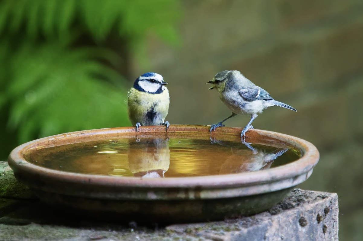 How to help birds with water during summers