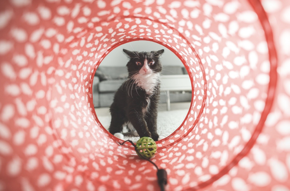Top 5 toys that your cat will love