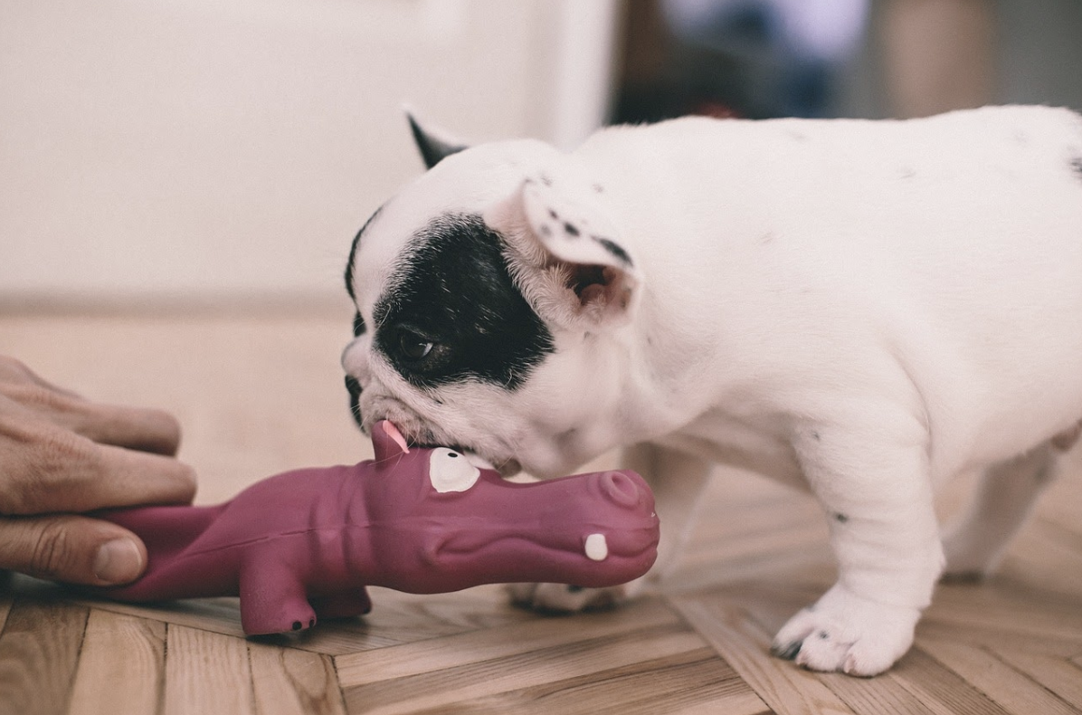 5 fun ways to keep your dog active indoors
