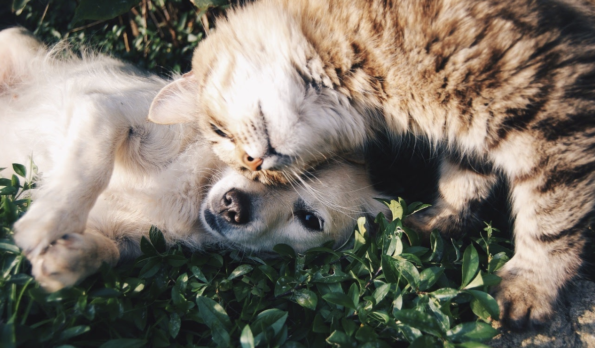 How to introduce your dog to your cat?