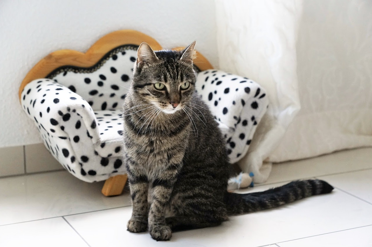 5 signs that your cat may be stressed