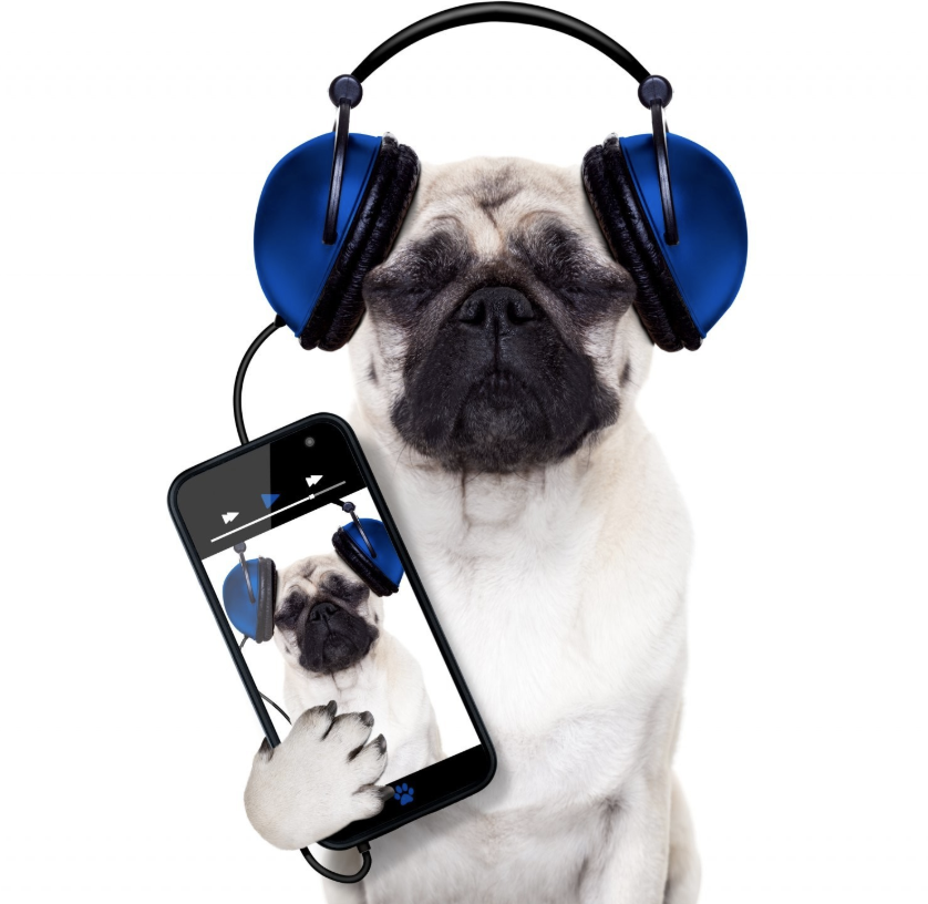 The 5 must-have apps for all pet owners!