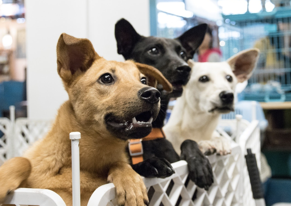 Top 5 things you must know about pet adoption