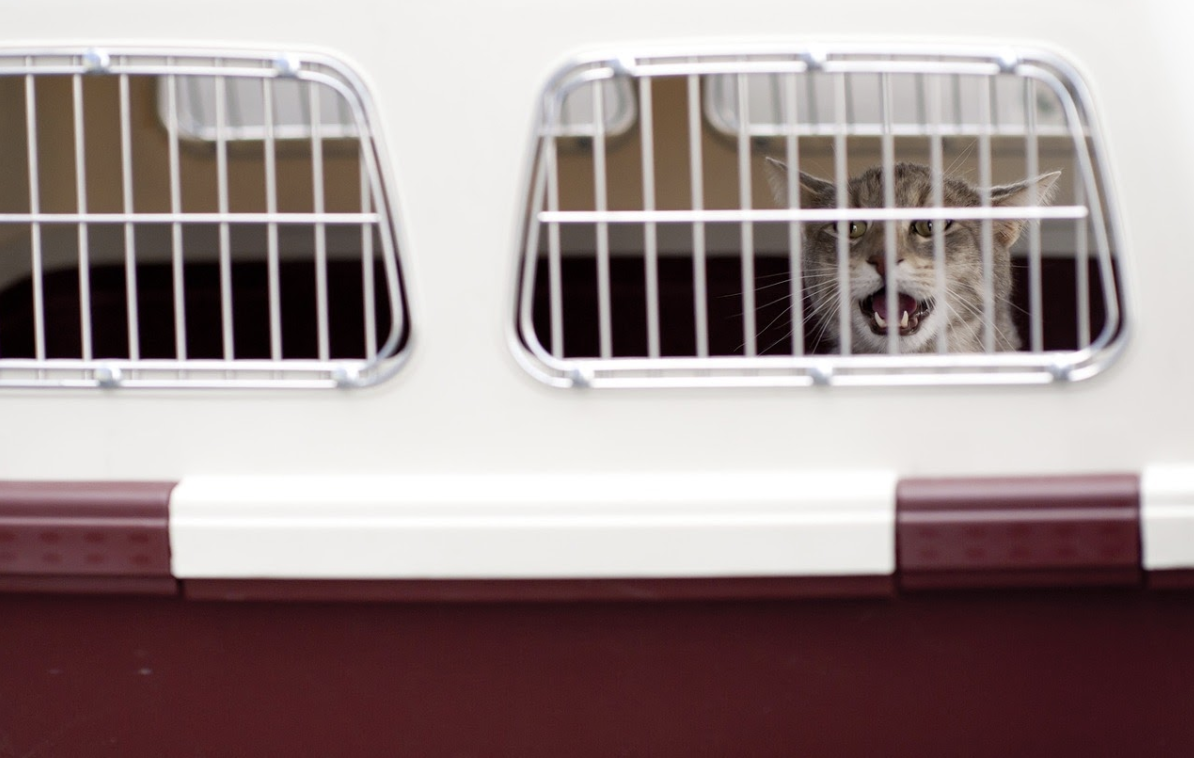 Travelling with your pet in a plane? You must read this!