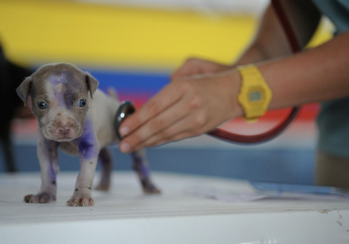 How to assemble a first-aid kit for your pets
