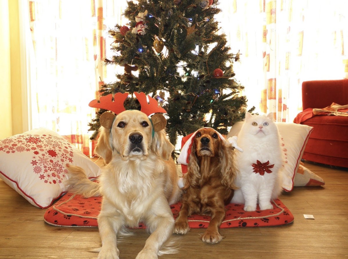 7 pet safety tips for a merry Christmas