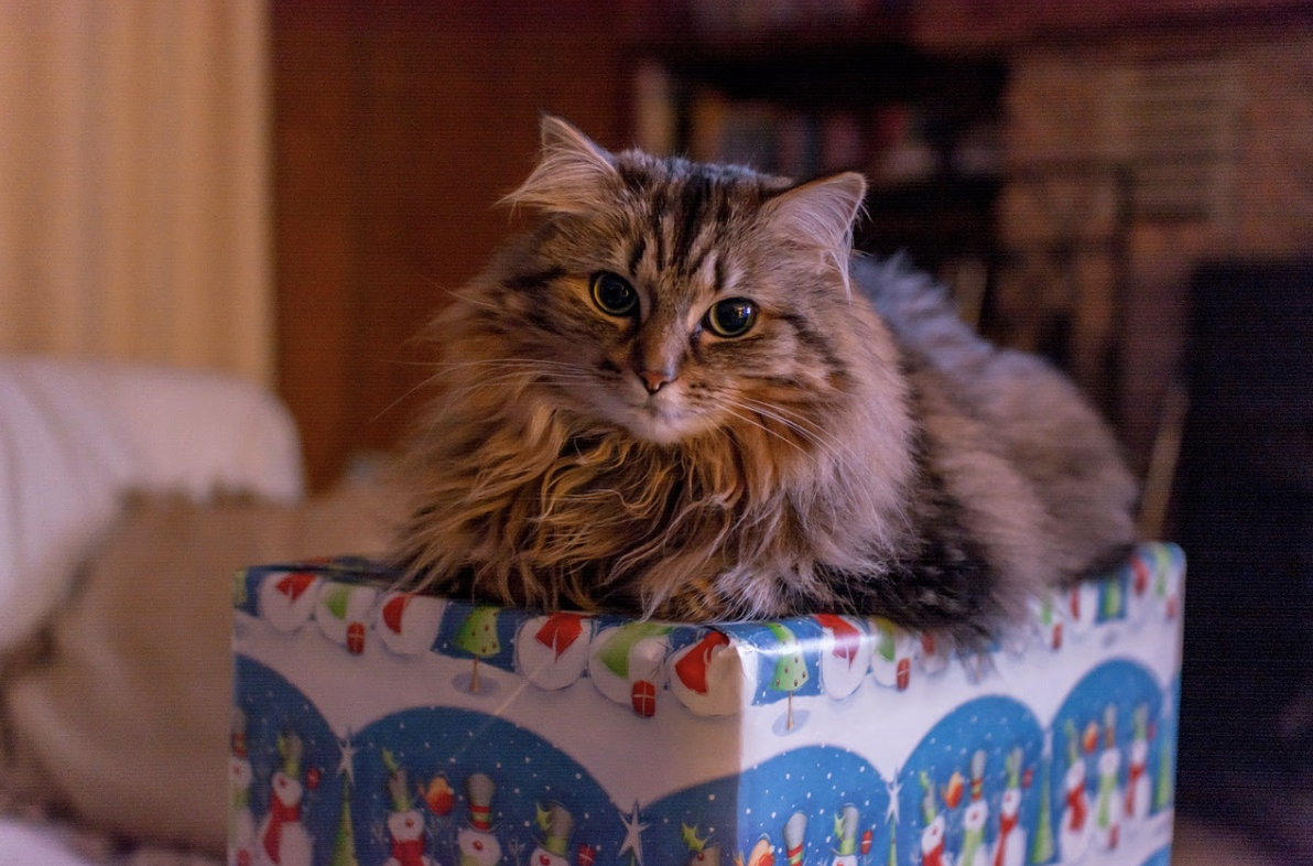 Thinking of gifting pets for Christmas? Here’s something you should know.