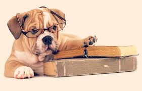 The top 5 must-read books for pet lovers!