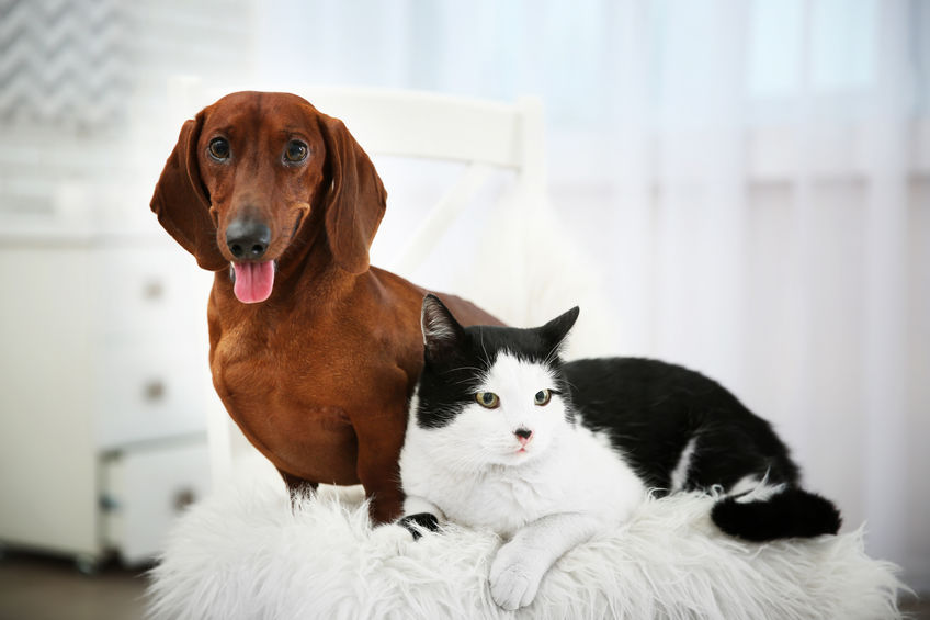 Signs your dog or cat is stressed, and what you can do