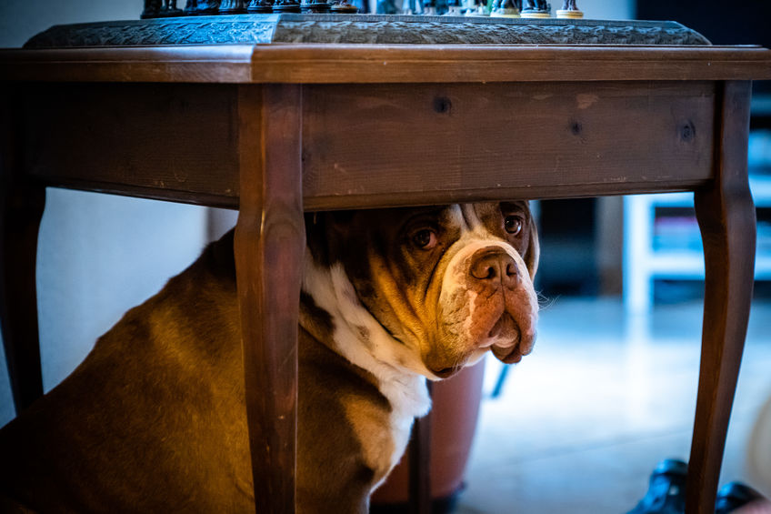 Dog Nicknamed Big Poppa Becomes Instant Online Celebrity For Being Sad During Lockdown