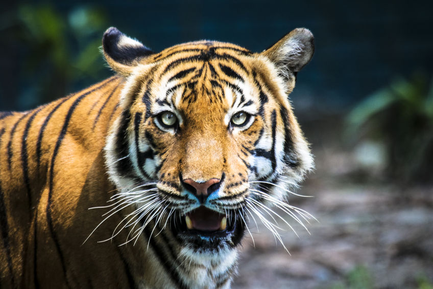 Tiger tests positive for coronavirus at Bronx Zoo, first known case in the world