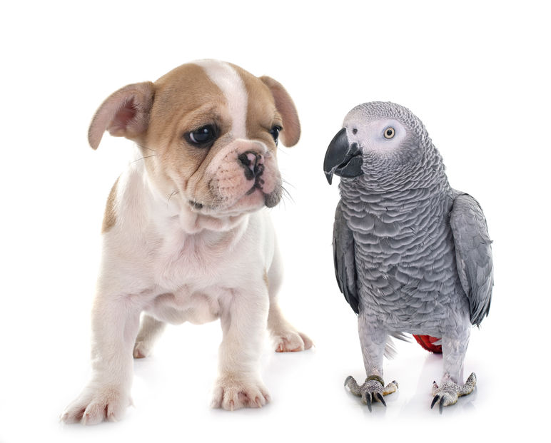 Why a new pup is the perfect lockdown pep up