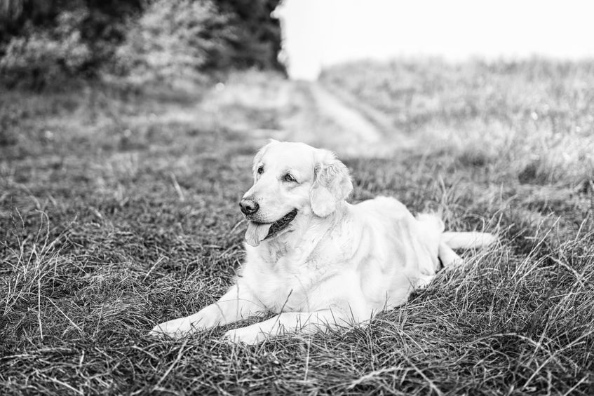 Augie the dog celebrated her 20th birthday this week, making her the oldest golden retriever in history