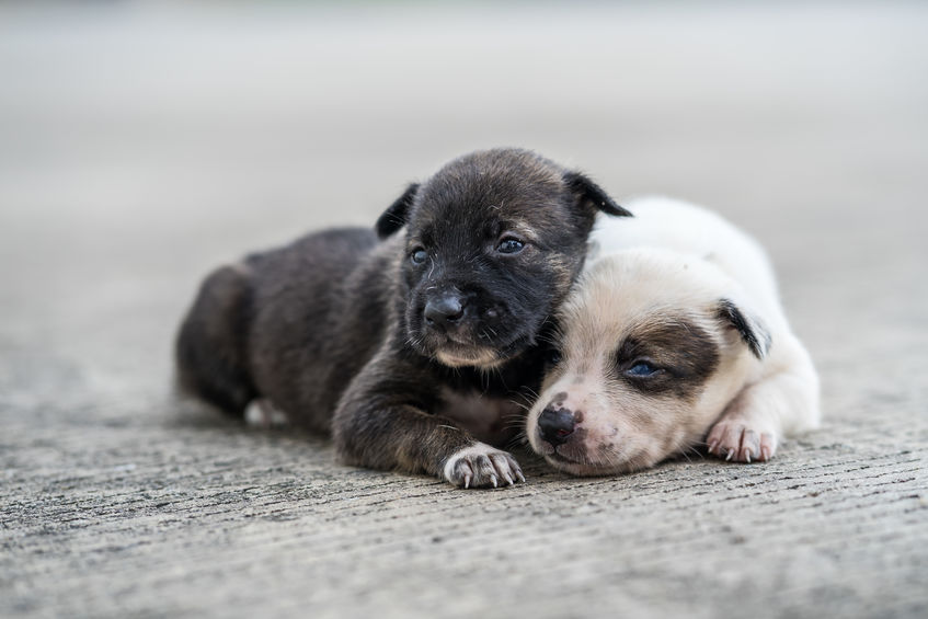 Dogs Trust needs your help naming 5 adorable newborn puppies