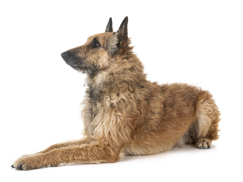 Newly recognized dog breed by the American Kennel Club: The rare Belgian Laekenois