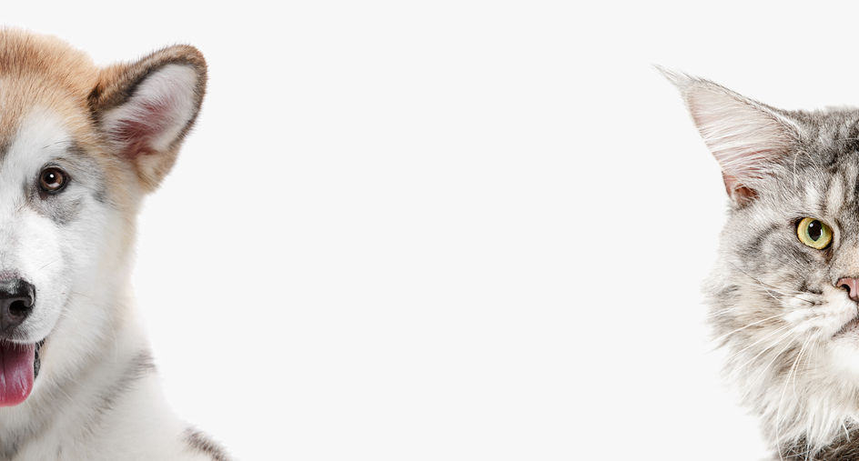 CDC recommends that pets social distance, too. Here's what that looks like.