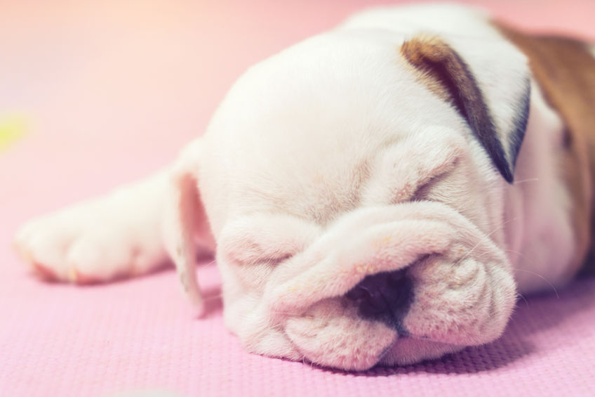Dog Owners in Denmark Paint Fence to Give Their Pups Silly Costumes