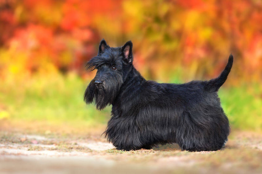 Scottish Terriers are no longer at risk of dying out