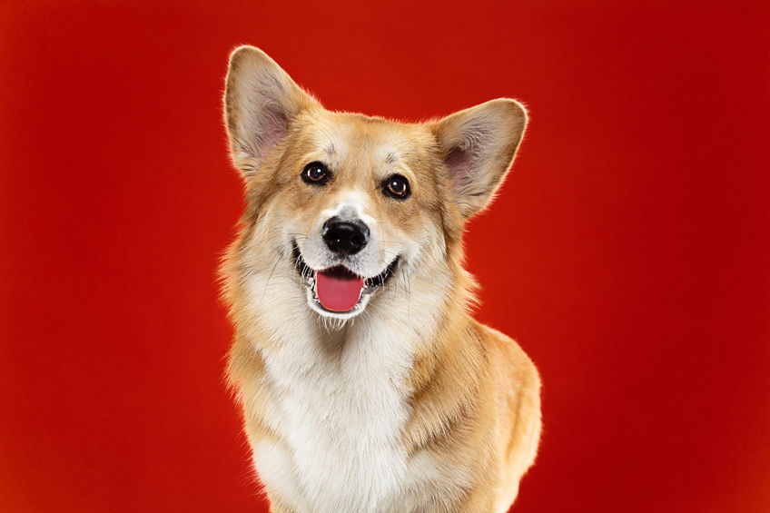 Queen Elizabeth’s Corgi Trainer Warns Lockdown’s Negative Impact on Dogs