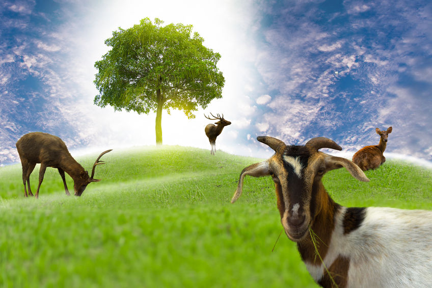 Wildlife in streets, less pollution in big cities: Earth looks different on Earth Day 2020