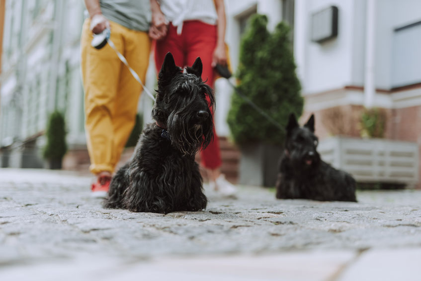 Why dogs understand gender better than humans