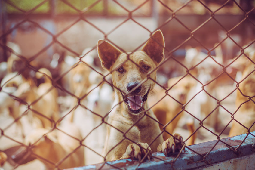 China’s dog-meat festival opens for potentially the last time