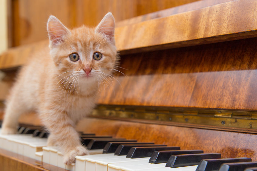 Country Music's Cutest Pets [Pictures]