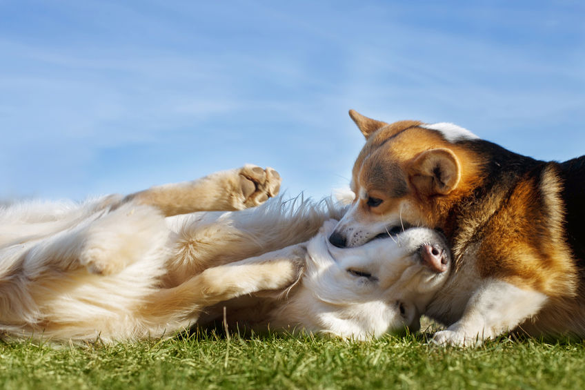 Labs are still America's favorite dog, but corgis have wiggled into the top 10
