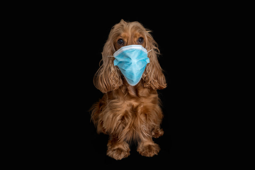 Can my dog get coronavirus?