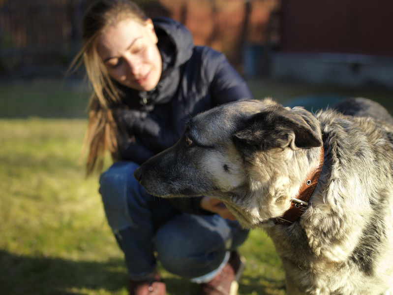 Dogs go through puberty angst as adolescents just like humans