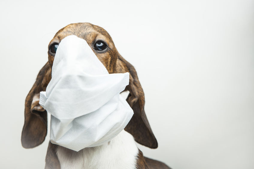 Can Dogs Get Coronavirus (COVID-19)? What We Know So Far