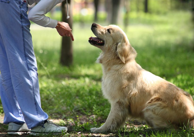 Dogs Trained to Detect Coronavirus Could Be Key in Ending COVID-19 Pandemic