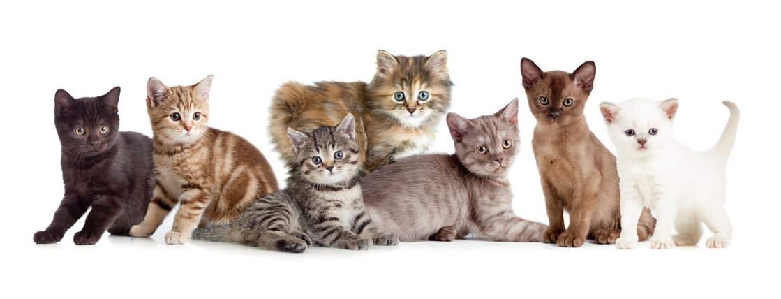 The Best Cat Breeds for People with Allergies